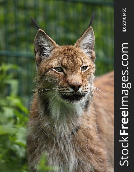 The gazing siberian lynx (Lynx lynx wardi)