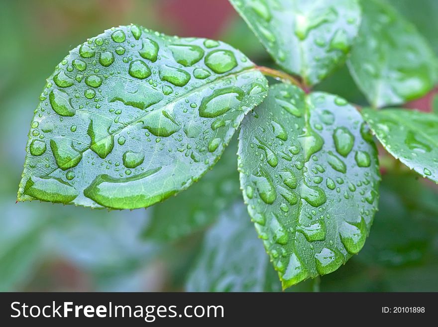 Many Water Drops On A Green Leaf