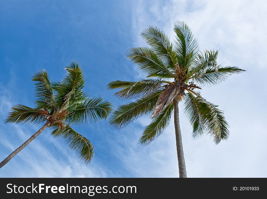 Forest of palms under blue sky with clouds