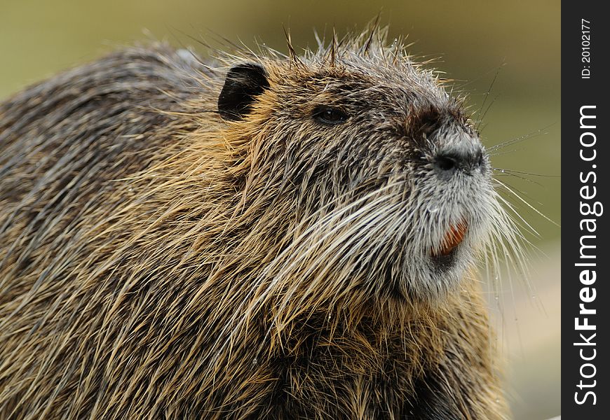 The nutria is also called coypu. The nutria is also called coypu.