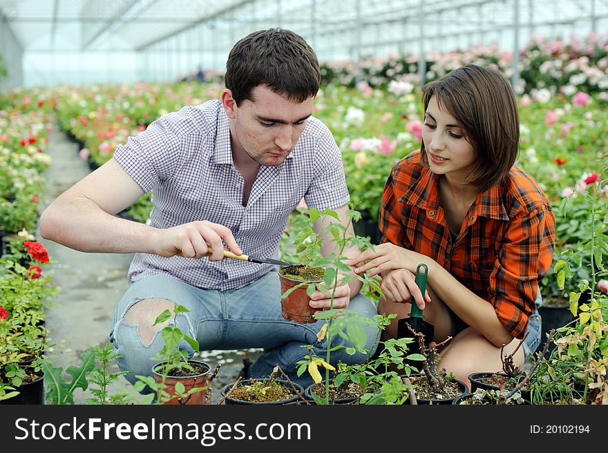 An image of a young couple working in a greenhouse. An image of a young couple working in a greenhouse