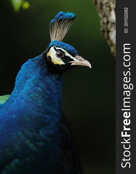 The blue Peafowl you can also call indian peafowl. This is the detail of his plums. The blue Peafowl you can also call indian peafowl. This is the detail of his plums.