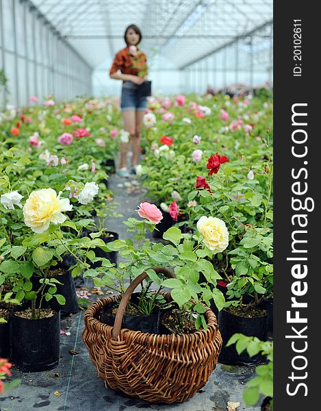 An image of a basket with roses in a greenhouse