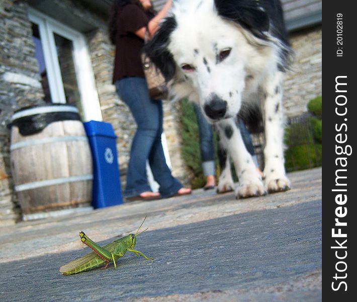 Dog looking at Grasshopper