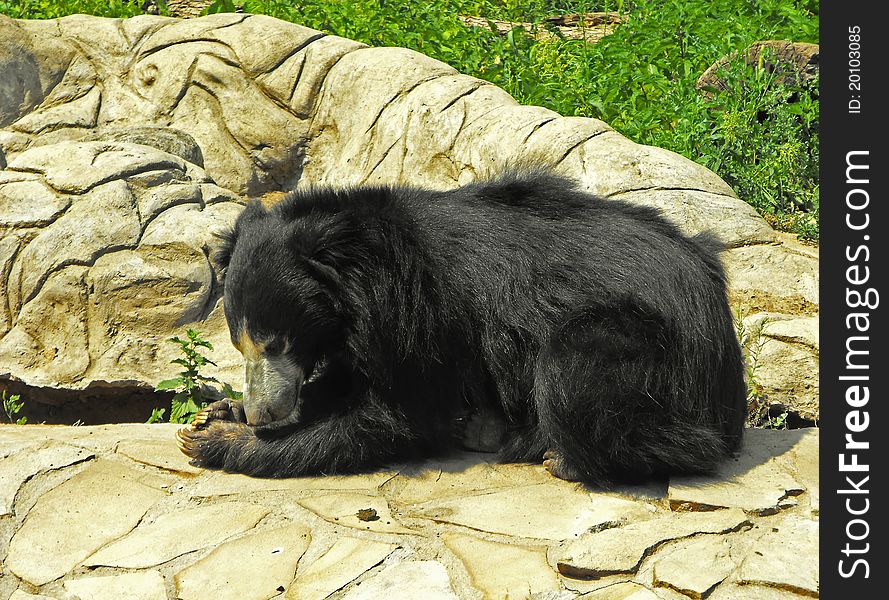 Black bear lies on the stone
