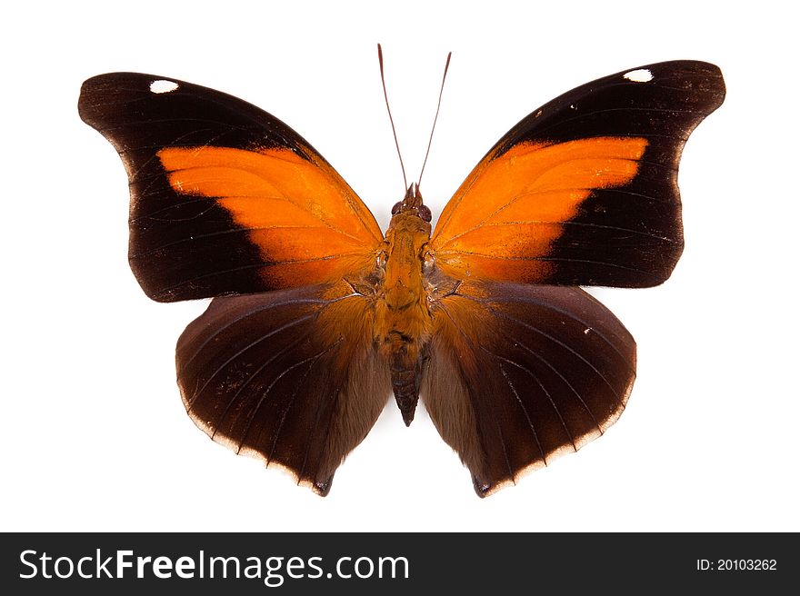 Black and orange butterfly Historis odius isolated on white background