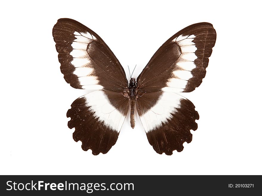 Black an whie butterfly Papilio mechowianus isolated on white background
