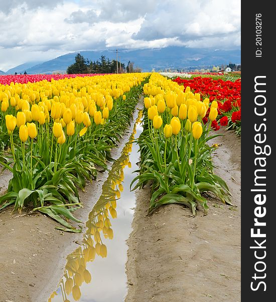 Field of tulips at Skagit, Washington State, America. Field of tulips at Skagit, Washington State, America.