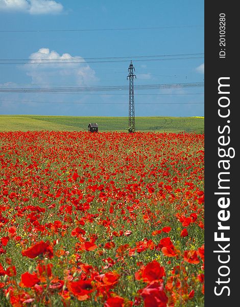 Wild red poppy field with hunter's shelter and electric pole