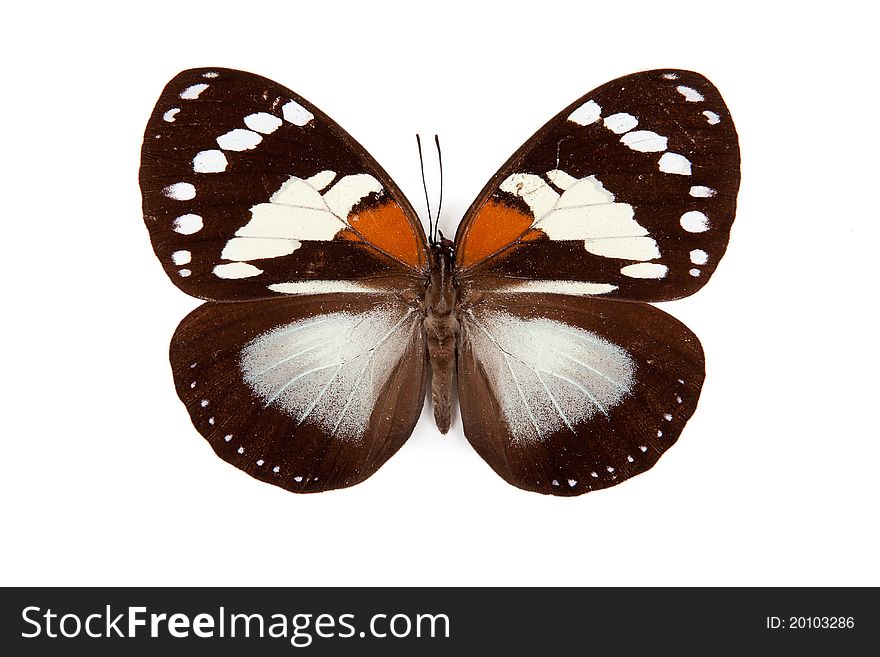 Balck and yellow butterfly Euxanthe trajanus