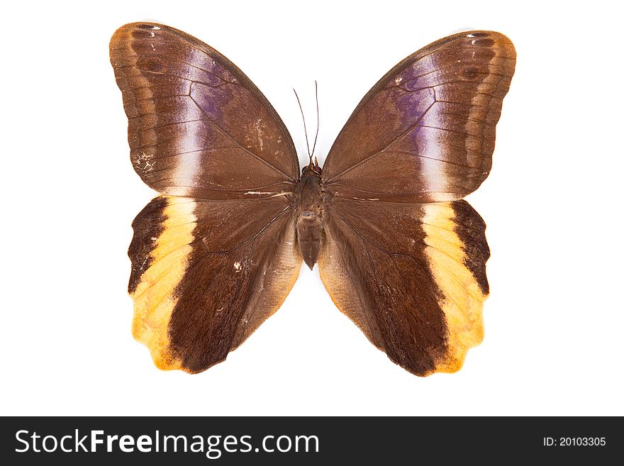 Brown and yellow butterfly Caligo atreus isolated on white background