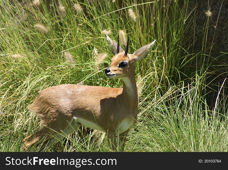 Beautiful male Southern Steenbok from Africa standing in tall grass