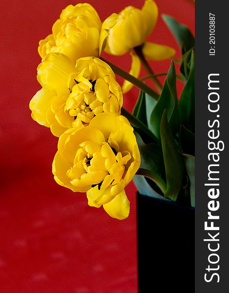 Close up of yellow tulips in a black vase in front of a red background