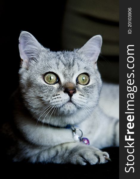 Portrait of gray, lightly striped, Scottish Straight cat with white whiskers wearing a pendant and lying with outstretched paw, meditatively looking into infinity. Portrait of gray, lightly striped, Scottish Straight cat with white whiskers wearing a pendant and lying with outstretched paw, meditatively looking into infinity.