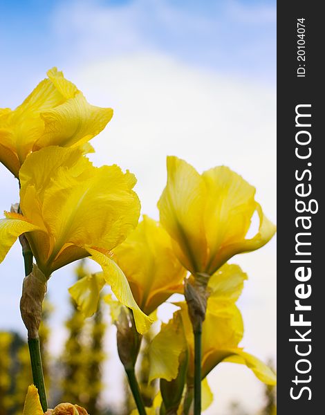 Beautiful yellow flowers close-up,background. Beautiful yellow flowers close-up,background