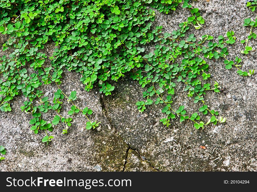 Act on the cement floor vine