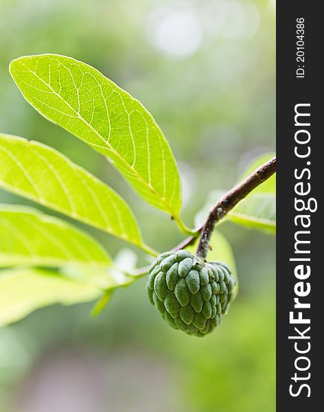 Custard apple growing on tree in nature