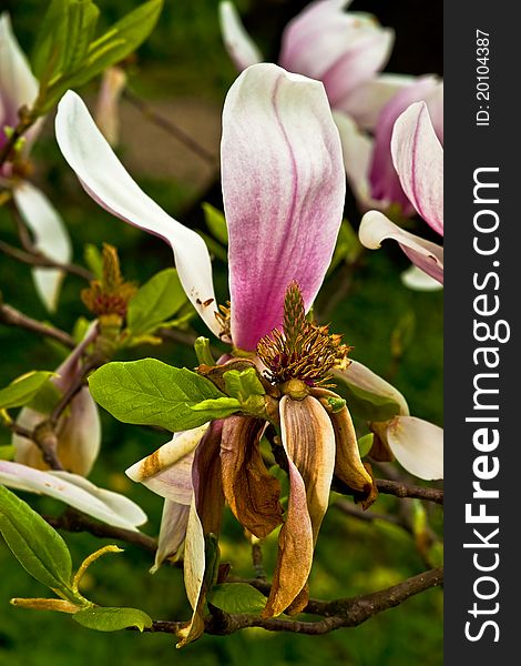 White -pink magnolia and his centre. White -pink magnolia and his centre