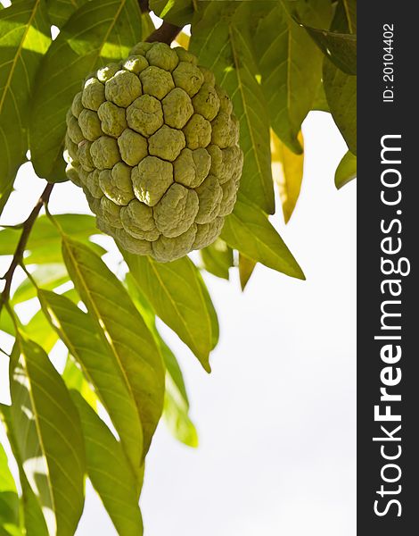 Custard apple growing on tree in nature