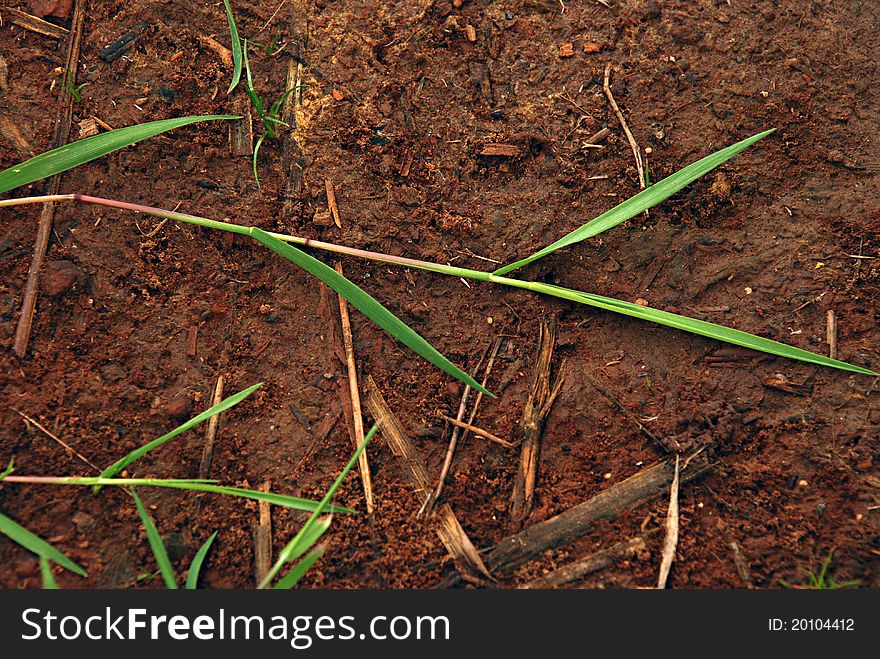 Green grass leaves on red dirt. Green grass leaves on red dirt.