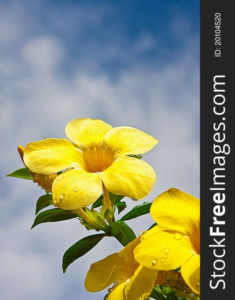 Yellow flowers with blue sky.