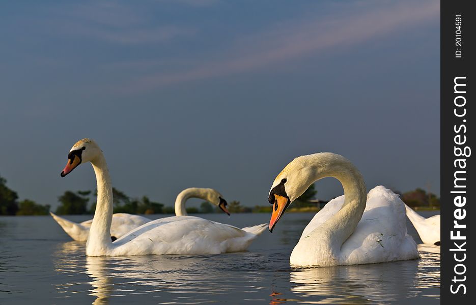 White Swan In A Lake