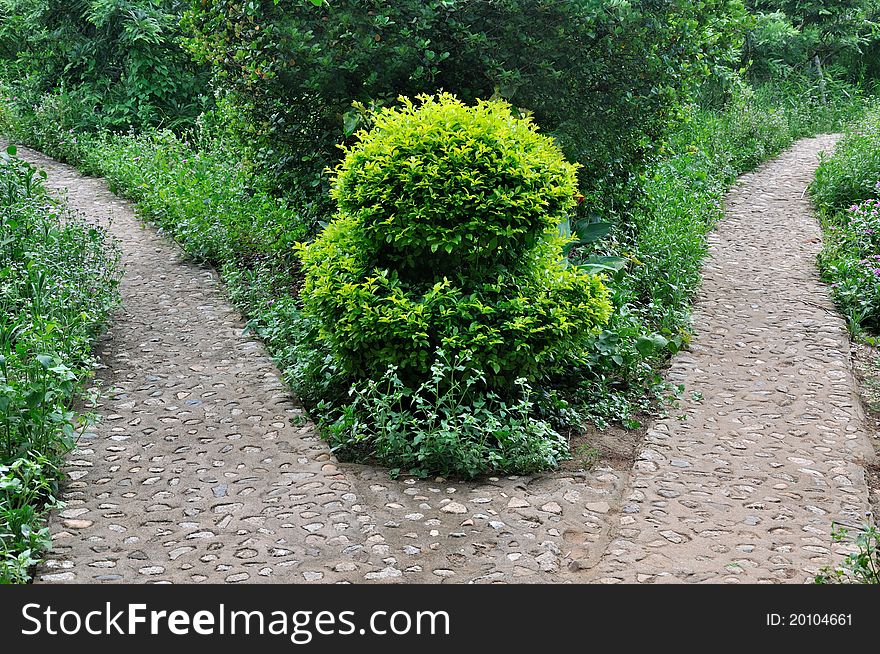 Pattern composed by path and plant in garden