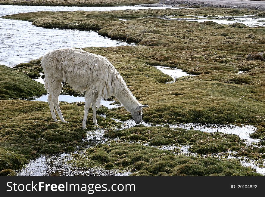 American camelid in their natural habitat, the wetlands. American camelid in their natural habitat, the wetlands