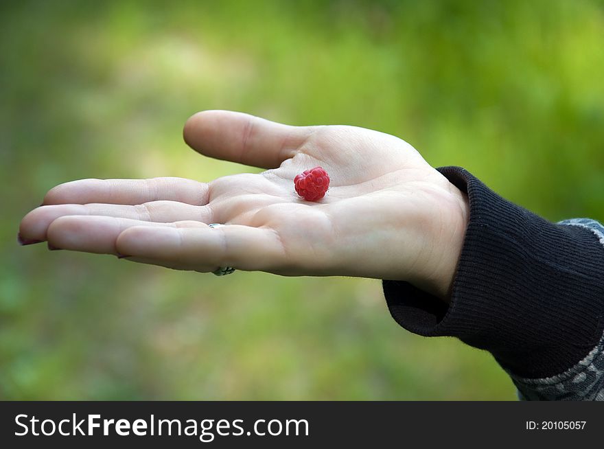 Female hand with one raspberry in giving gesture on natural green background. Female hand with one raspberry in giving gesture on natural green background