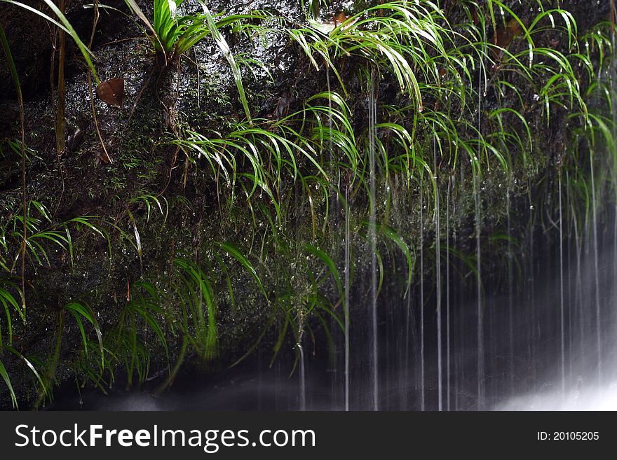 Water In Rainforrest