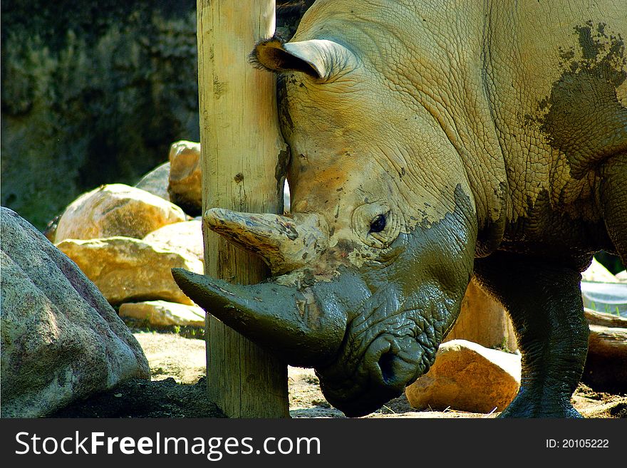 A Rhinoceros at the Erie Pennsylvania Zoo