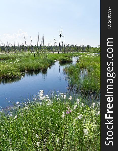 Impassable swamp in Western Siberia, Russia