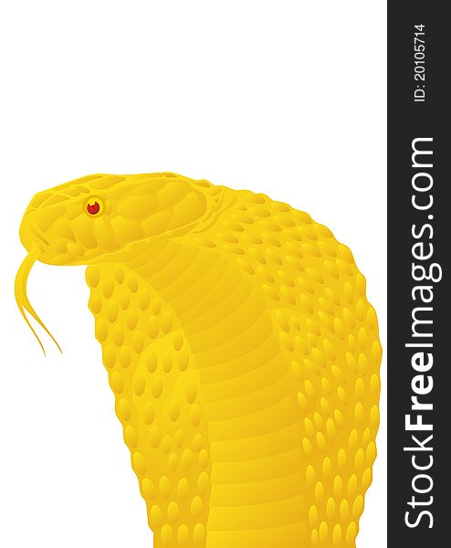 Gold poisonous snake. The illustration on white background. Gold poisonous snake. The illustration on white background.