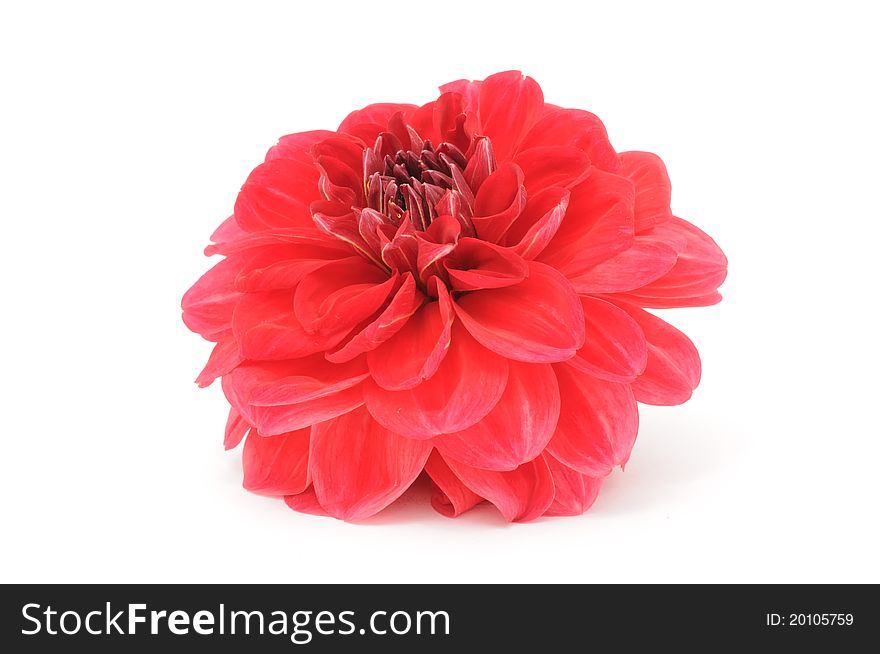 A red dahlia isolated on a white background