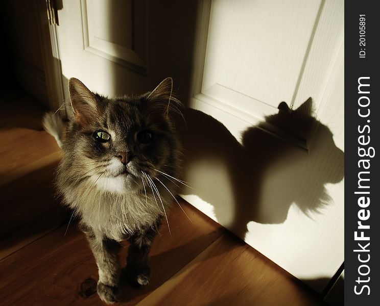 Old, grey, longhair house cat in unusual lighting with heavy shadows and reflections from a late afternoon sun. Old, grey, longhair house cat in unusual lighting with heavy shadows and reflections from a late afternoon sun.