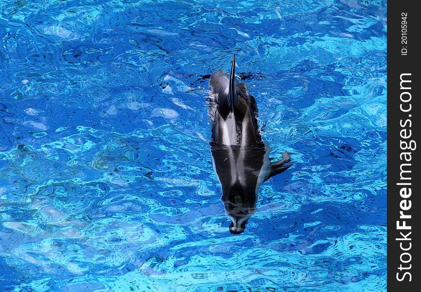 Pacific white-sided Dolphin (Lagenorhynchus obliquidens)