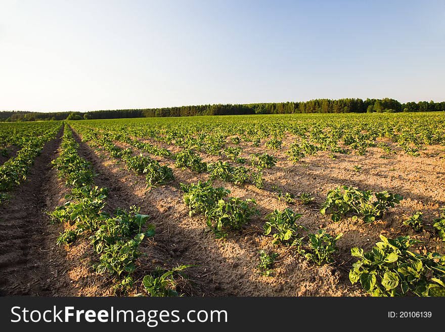 Agricultural field on which grow up a potato (focus on the foreground). Agricultural field on which grow up a potato (focus on the foreground)