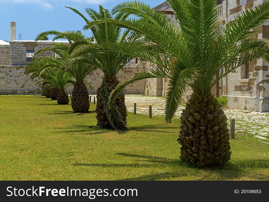 Tropical trees in old British Fort in King's Wharf, Bermuda 06/11