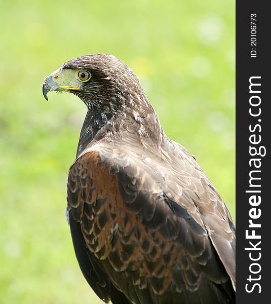 Close up of a Harris Hawk