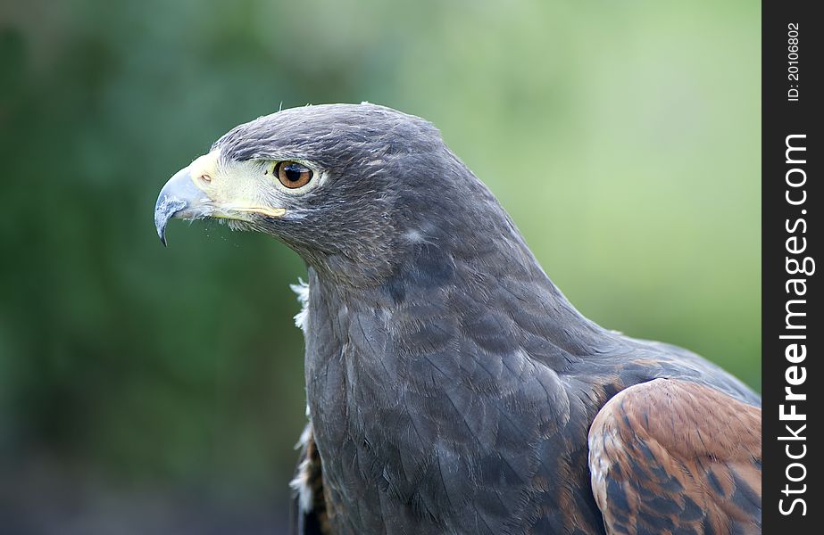 Close up of a Harris Hawk