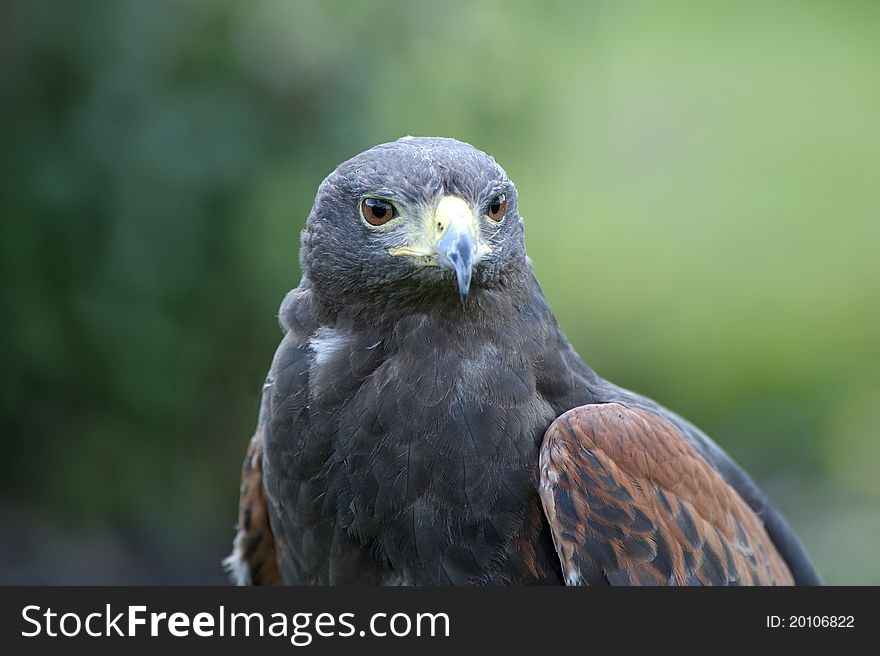 Close up of a Harris Hawk