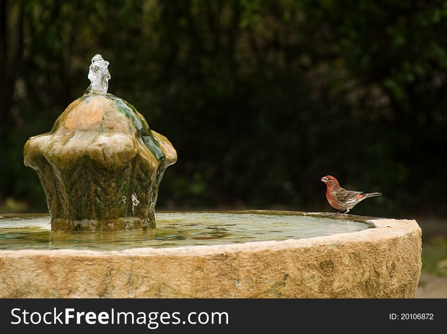 Small red bird on edge of fountain staring at flowing water. Small red bird on edge of fountain staring at flowing water.