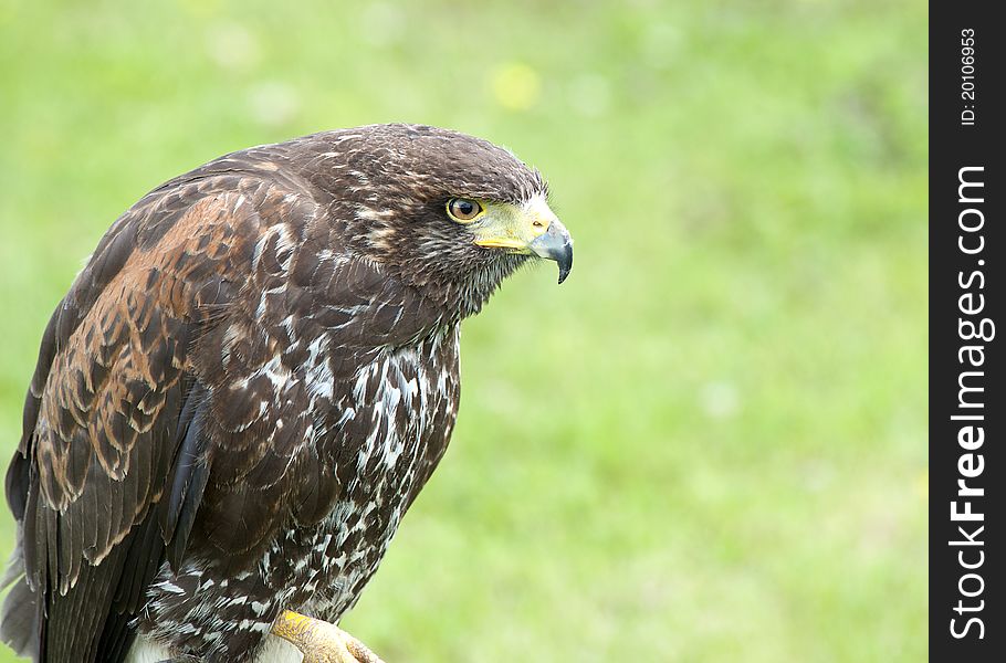 Close up of a Harris Hawk