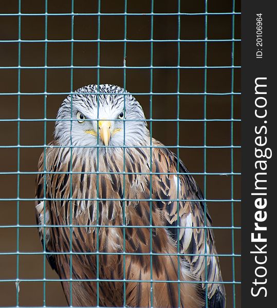 Red Kite in a barred cage