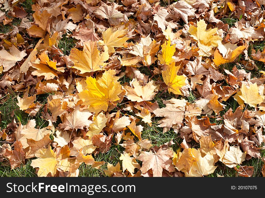 Background of colourful autumn maple leaves. Background of colourful autumn maple leaves.