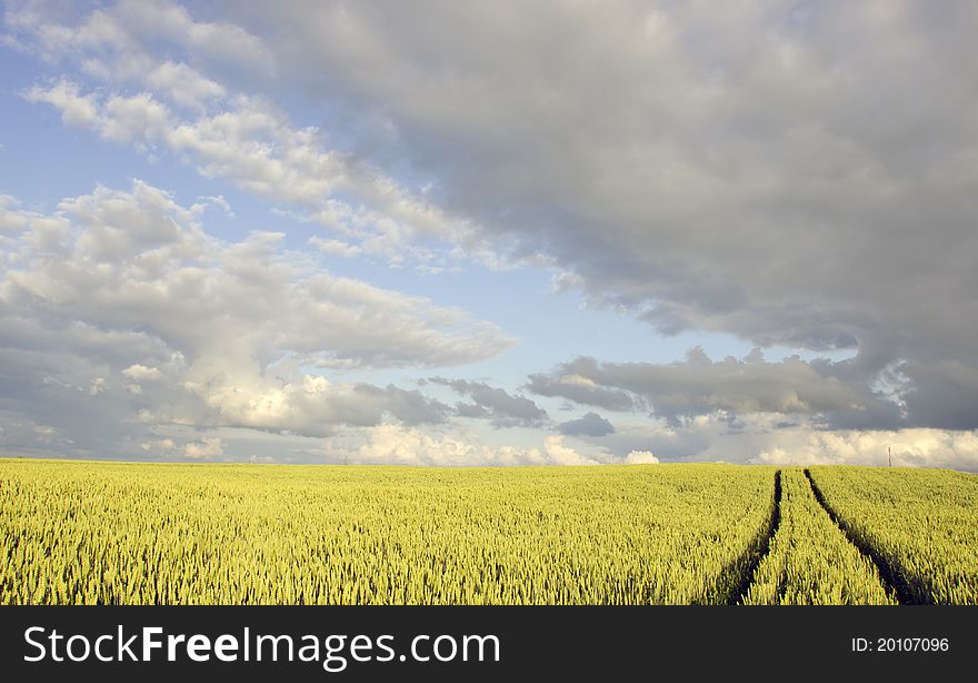 Crop field and clouds in summer evening. Crop field and clouds in summer evening