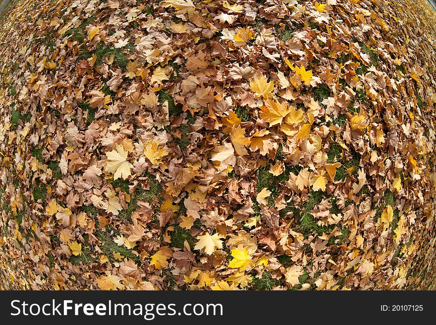 Ground covered with beautiful colourful leaves. Ground covered with beautiful colourful leaves.