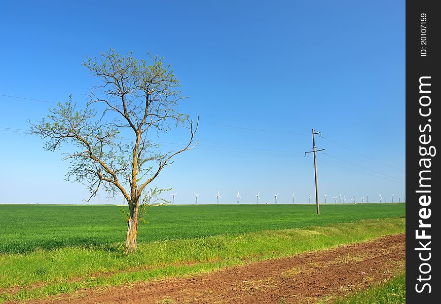 Tree and wind-turbines on a spring green field against a blue sky. Tree and wind-turbines on a spring green field against a blue sky