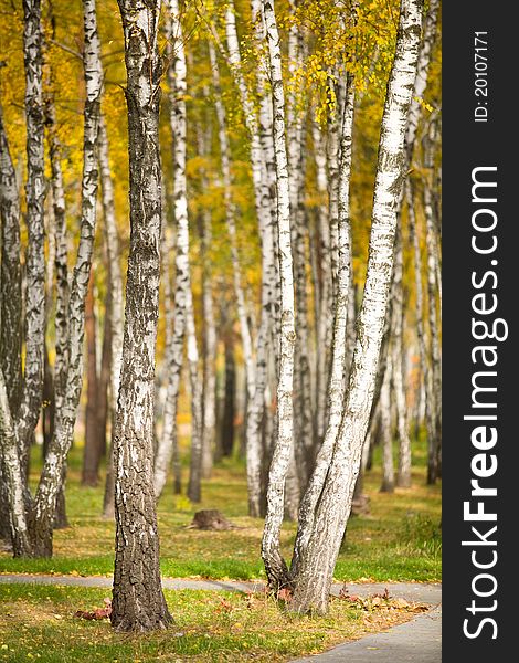 Beautiful colourful trees in autumn park