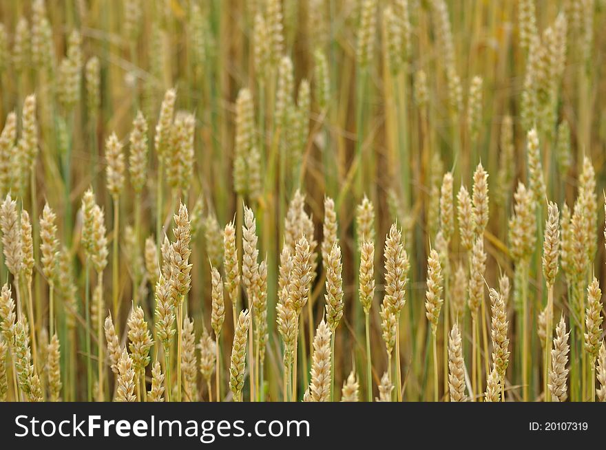 Background of the ripe wheat in field. Background of the ripe wheat in field